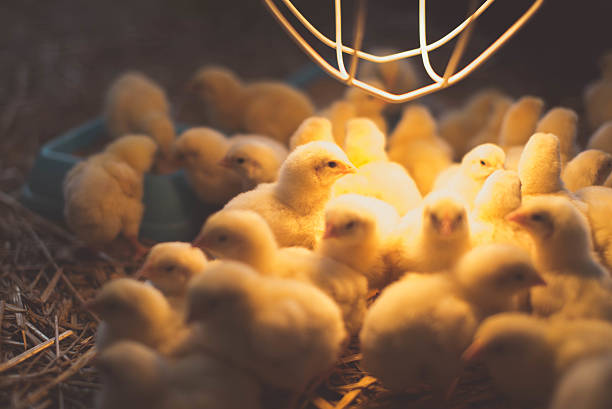Group of small chickens basking, heat lamp Small chickens basking in the lamplight baby chicken photos stock pictures, royalty-free photos & images