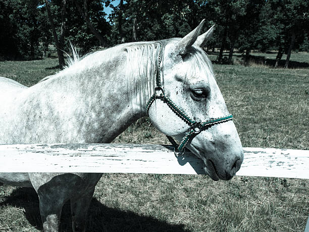 Horse ranch on the Saanich Peninsula on Vancouver Island, British Columbia