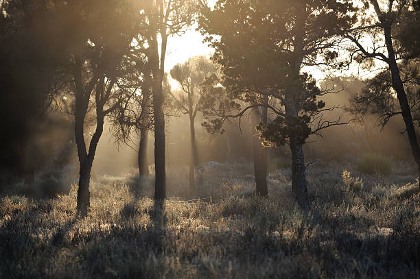 Sunset landscape, Outback Australia, Sunset landscape, Outback Australia, australian forest stock pictures, royalty-free photos & images