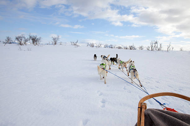 Huskies Pulling Sled Through Fresh Snow stock photo