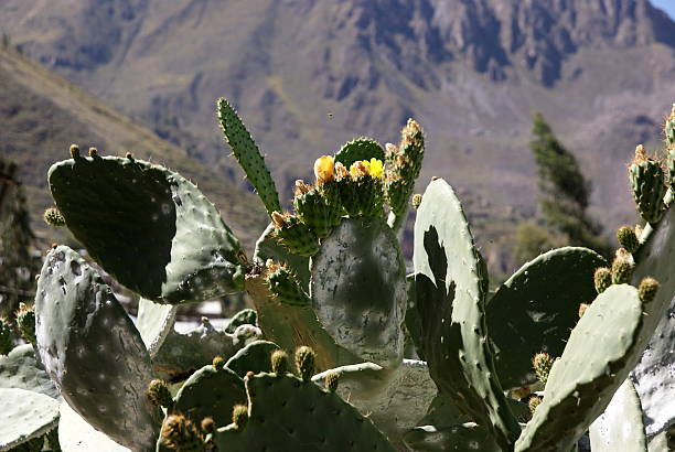 istock Colca Canyon, the deepest canyons in the world, Peru 485474101