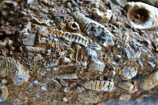 A brown meteorite against a white background. The meteorite is pitted and weathered. Room for text.