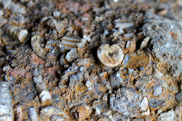 istock Cross section fossils in Yorkshire rock, full screen shot 485474128