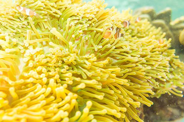 istock Nemo fish in front of their anemone home. 485474186
