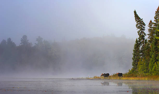 Moose em névoa no Lago's edge - foto de acervo