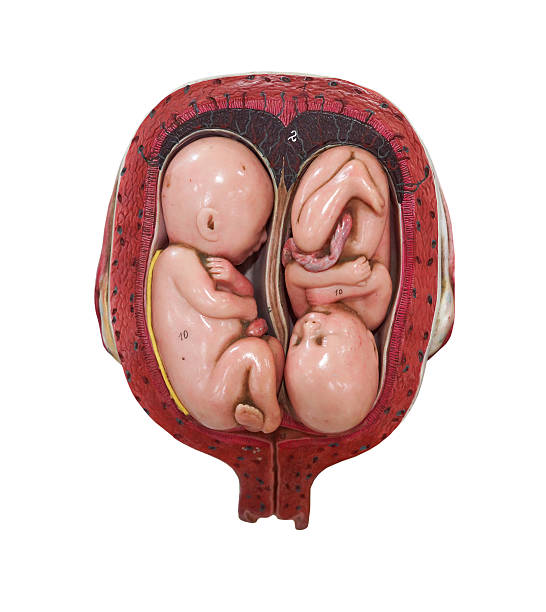 płód model - twin fetus uterus human pregnancy zdjęcia i obrazy z banku zdjęć