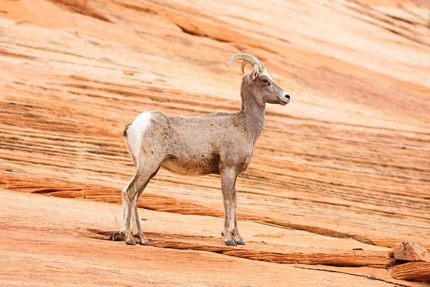 istock Bighorn Sheep in Zion Park 485475089