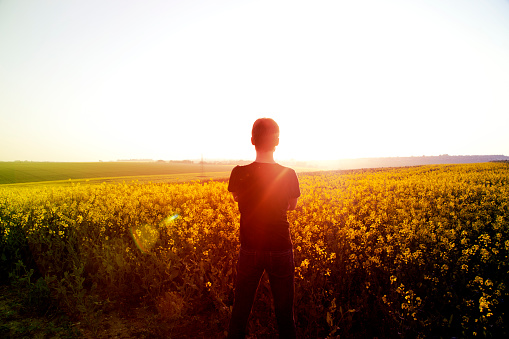 A man stands in a field of Canola flowers and watches the beautiful sunset.