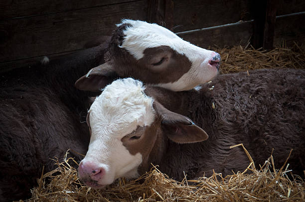 Two young bulls sleeping Two young bulls, sleeping on straw. sleeping cow stock pictures, royalty-free photos & images