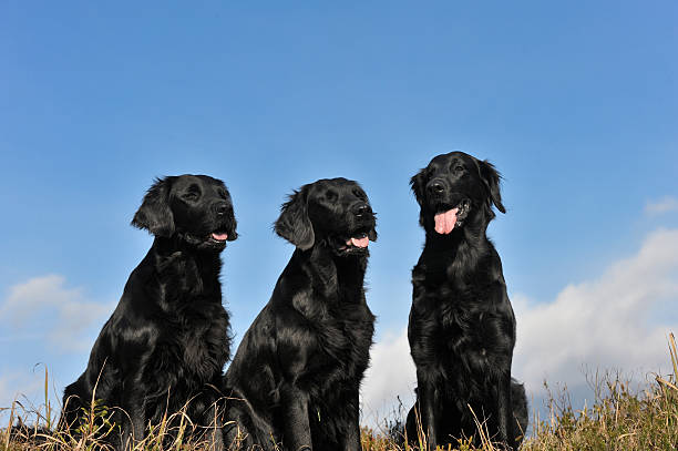 istock Three black retrievers in an autumn field 485476299