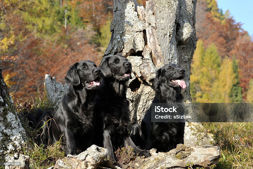 Travail de trois chiens assis dans un arbre - Photo de Amitié libre de droits