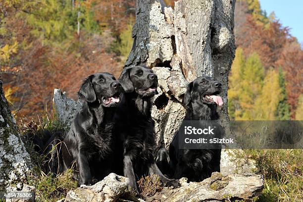 3 つのラウンジにて犬の木 - イヌ科のストックフォトや画像を多数ご用意 - イヌ科, カラー画像, ペット