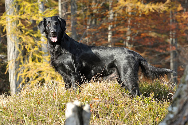 istock Proud black dog huntress in woods 485476309