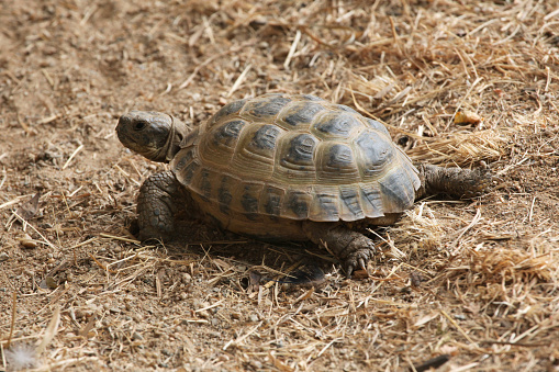 Russian tortoise (Agrionemys horsfieldii), also known as the Central Asian tortoise. Wild life animal.