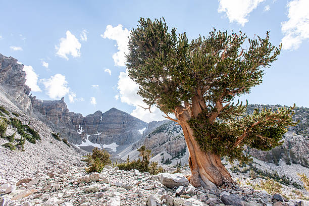 bristlecone landschaft - großes becken stock-fotos und bilder