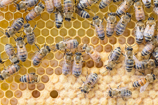 Worker bees tend larva on a drawn plastic foundation frame  of capped and open brood.