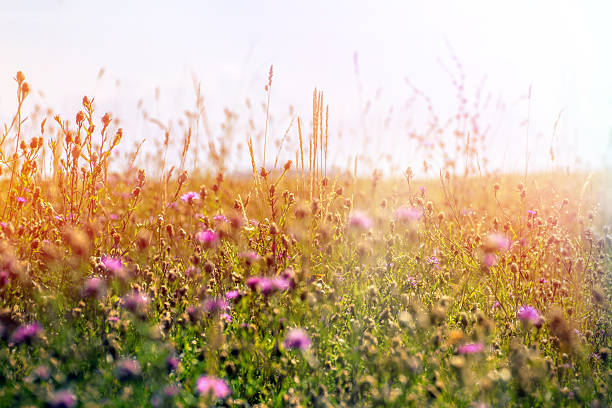 Flowery field plant selective focus during bright colorful sunset