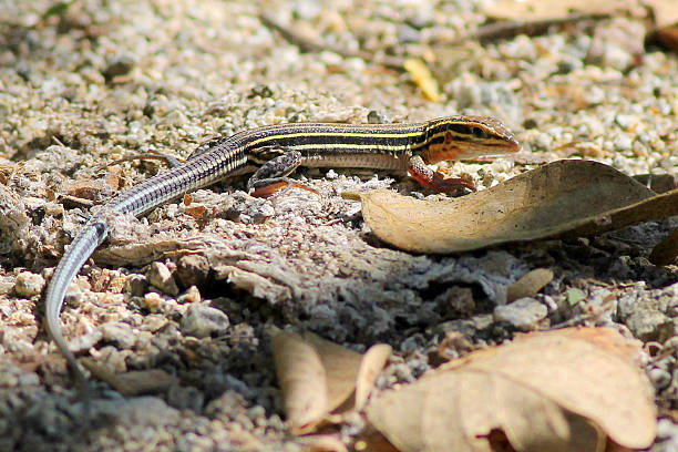 istock Belding's Orange-throated Whiptail 485479946