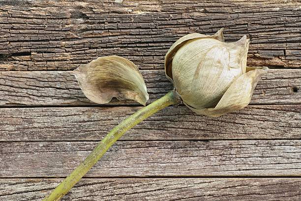 istock Wither Lotus on wood background 485480130