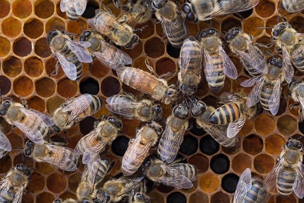 istock Worker honeybees on frame of pollen 485480258