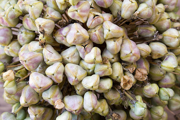 istock Close up of a fully developed leek seed head 485480794