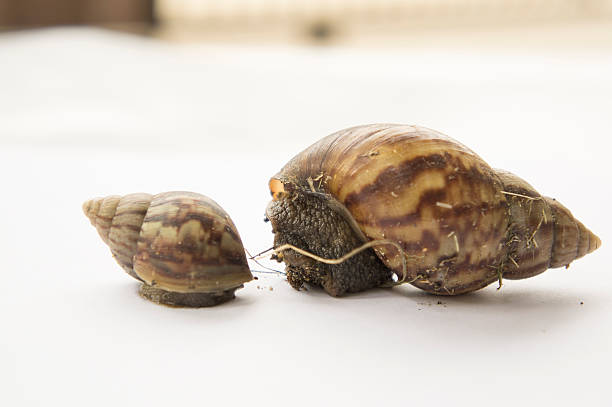 istock snail slow animal closeup walk nature slime concept 485480964