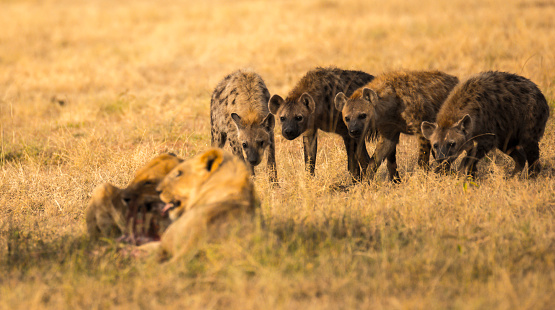 Hyena waiting for their share of the lion's kill.  Taken in the Masai Mara.