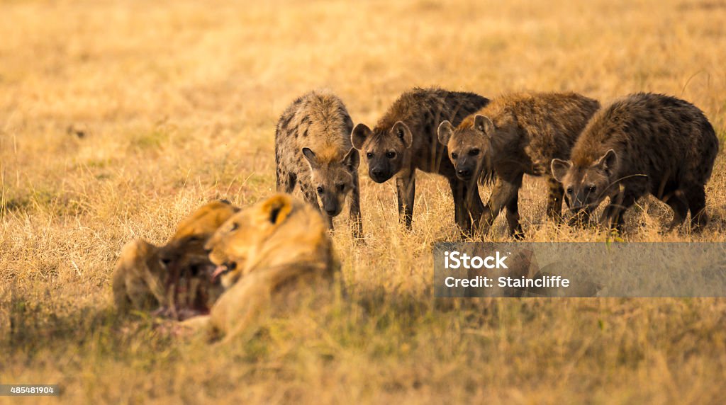 Anticipation Hyena waiting for their share of the lion's kill.  Taken in the Masai Mara. Hyena Stock Photo