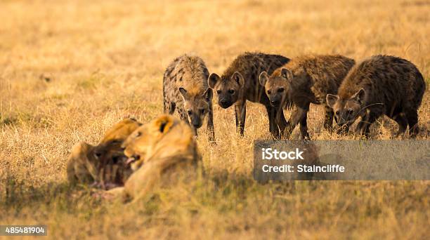 Anticipation Stock Photo - Download Image Now - Hyena, Lion - Feline, Animals Hunting