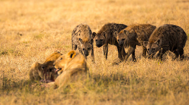 ожидание - masai mara national reserve lion africa kenya стоковые фото и изображения