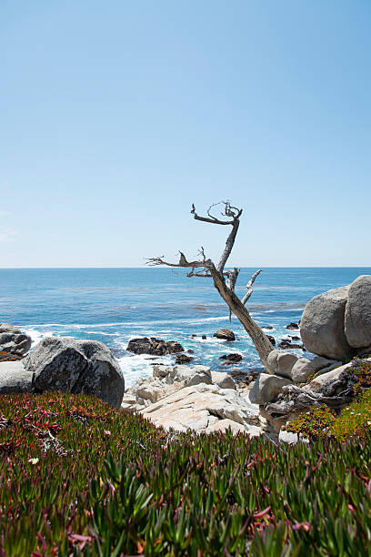 View at Pescadero Point, 17 Mile Drive, which is the site of the Ghost Tree, a landmark Monterey Cypress tree. The tree gives its name to a dangerous extreme surfing location known to have storm waves. Currently, the surf break of Ghost Tree is off limits to surfers and watercraft.
