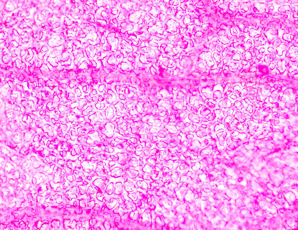 istock Stomata in the plant leaf 485484892