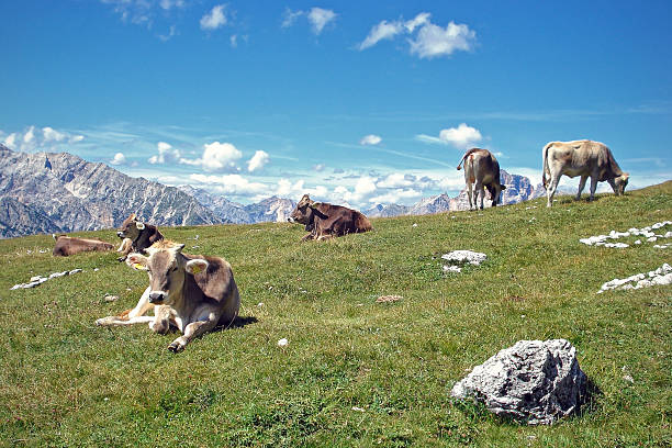 istock Cows grazing in the mountains 485485386