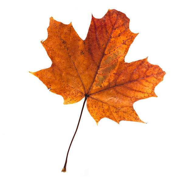 istock colorful autumn maple leaf isolated on white background 485486744