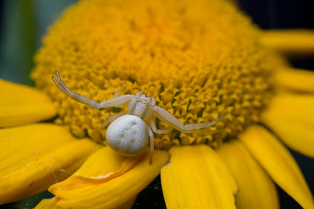 istock White Crab Spider hunting on a yellow flower 485486772