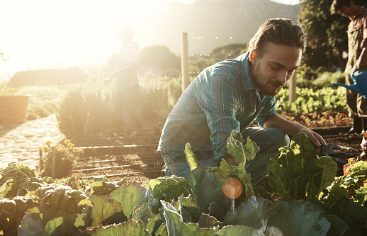 Shot of a young man working in an organic vegetable garden plot in the late afternoonhttp://195.154.178.81/DATA/i_collage/pu/shoots/785403.jpg