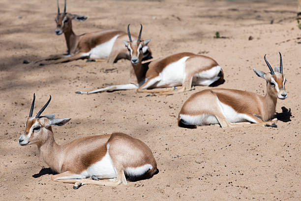 Dorcas Gazelles sitting on sand in wildness