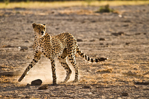 istock Lone cheetah walking in the savanna looking for pray 485488050