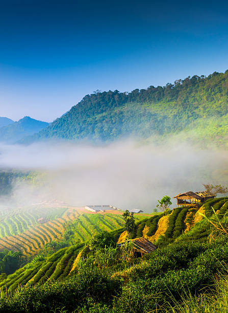 istock Beautiful sunshine at misty morning mountains . 485488084