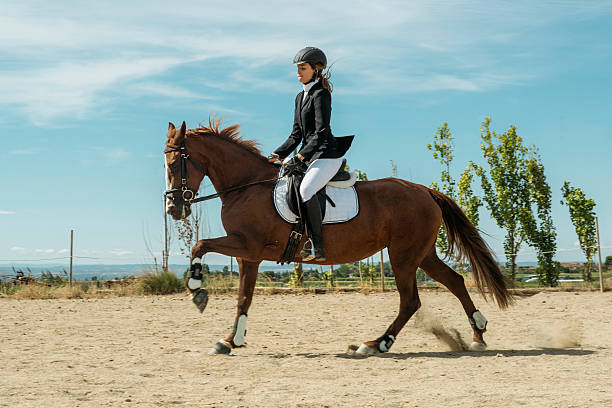 Galloping horse Dressage, woman with her horse galloping dressage stock pictures, royalty-free photos & images