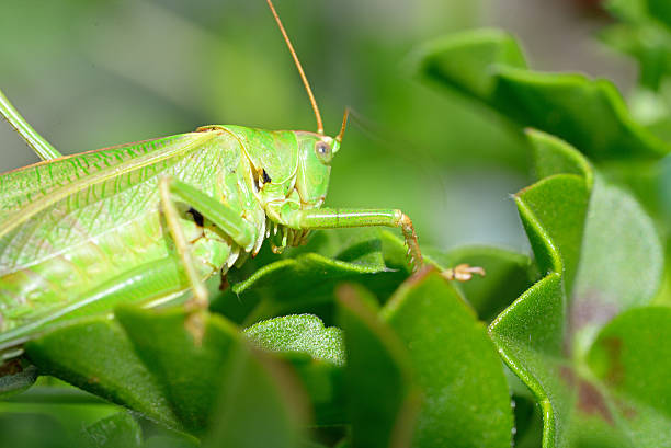 istock Green grasshopper on green plant leaf 485489094
