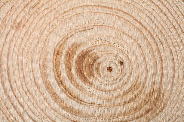 istock slice of wood timber natural 485489943