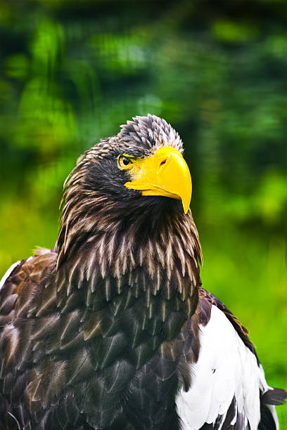 Eagle stock photo