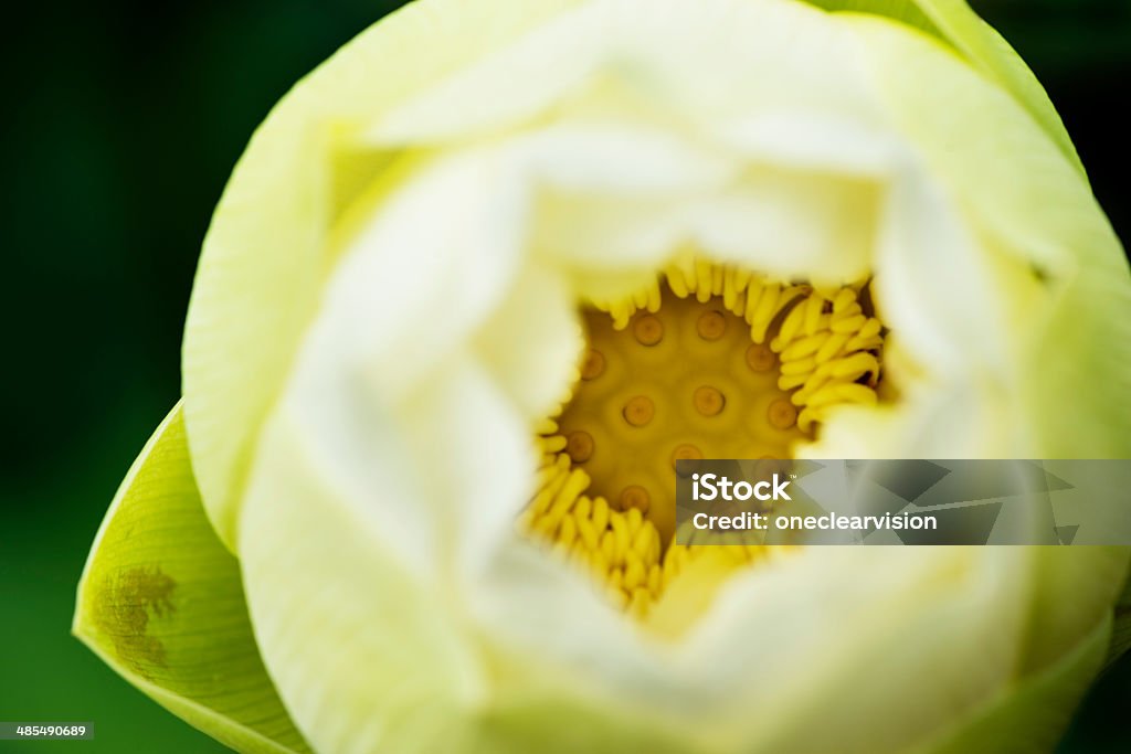 Lotus Flower Nelumbo nucifera, lotus or also known as water lily flower. Beauty In Nature Stock Photo