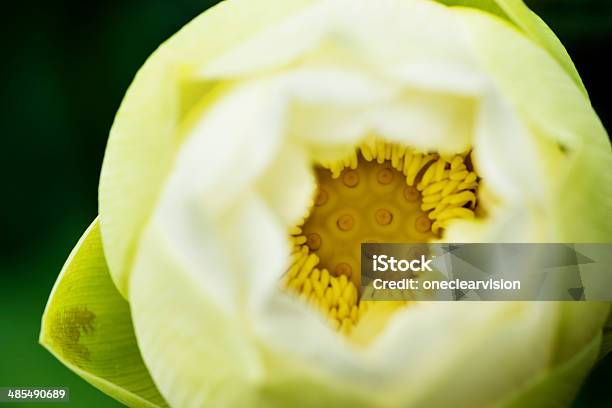 Lotus Flower Stock Photo - Download Image Now - Beauty In Nature, Blue, Botany