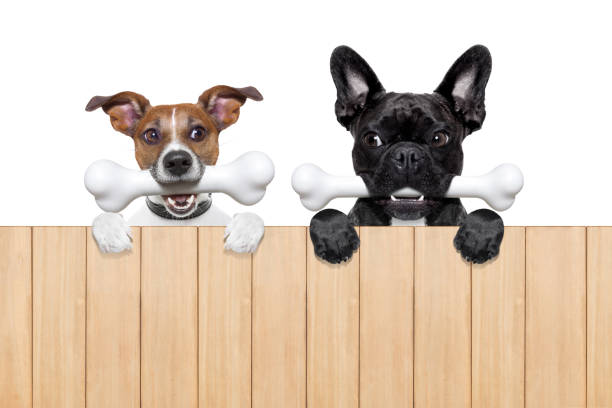 istock couple of dogs with bones 485491780