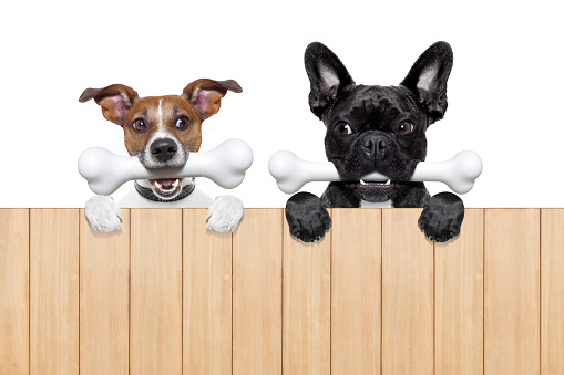 couple of two hungry, and jealous dog side by side , behind a blank banner or wall, isolated on white background, envy in the air