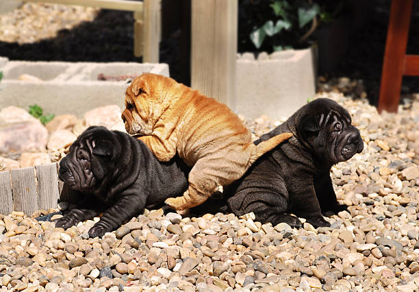 sharpeis gra - shar pei dog beauty animal tongue zdjęcia i obrazy z banku zdjęć