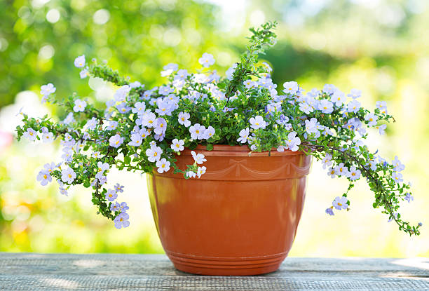 istock summer flower in a pot 485492372