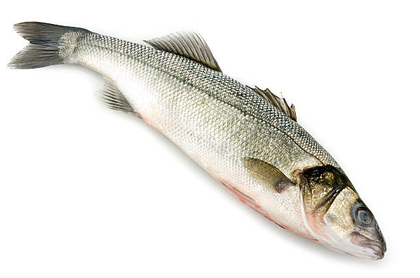 istock sea bass 485492489